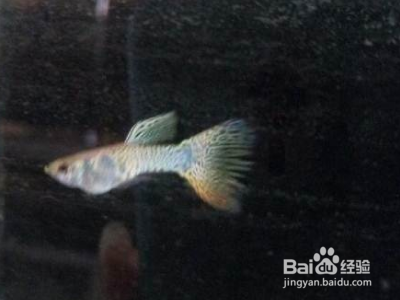 孔雀鱼怎么分公母