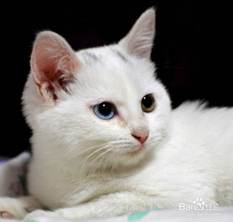 色彩的语言-白色