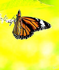 新站的整站规划