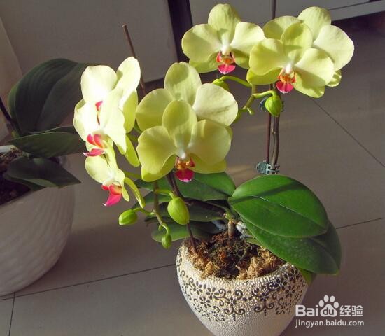 水苔养蝴蝶兰的方法