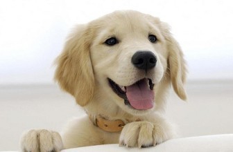 养狗需要注意什么事情