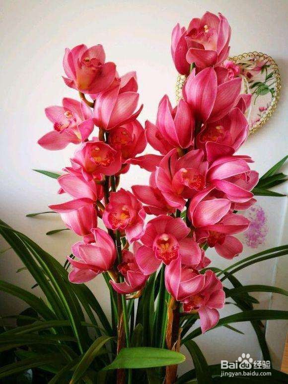 十几年养大花蕙兰经验分享