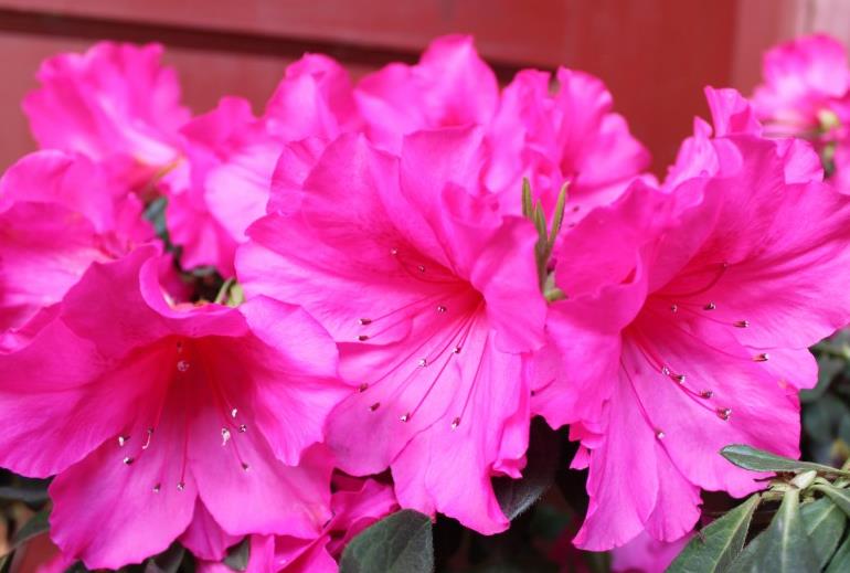 映山红的花名叫什么，有几种颜色。