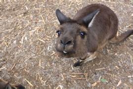 学院街攻略：[57]阿德雷德大学娱乐攻略