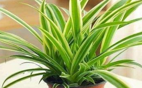 适合家里养的18种花是什么