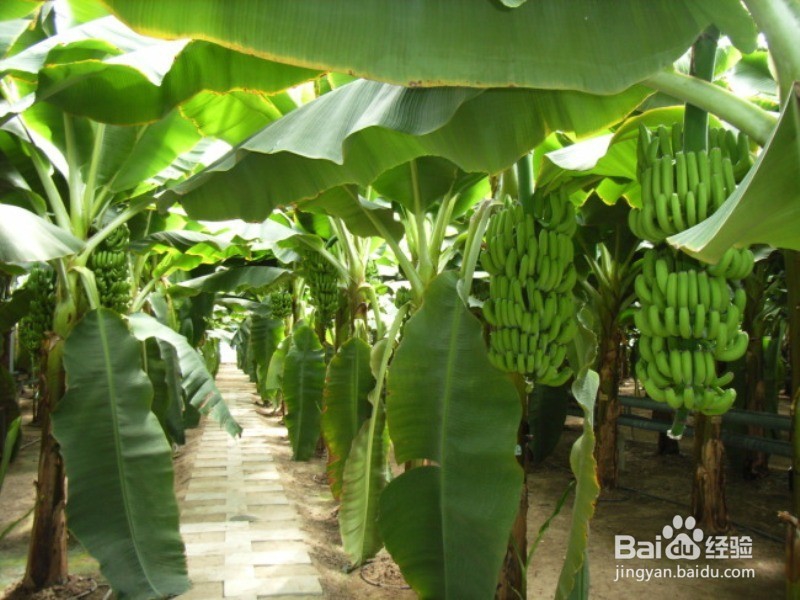 想不到香蕉还有这么多好处