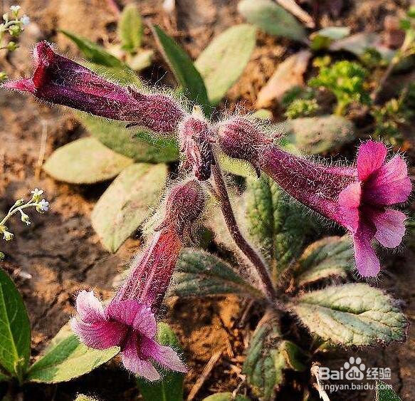 种植地黄需注意哪些生长习性?