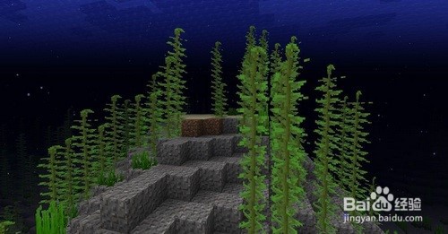 我的世界手游海带怎么种