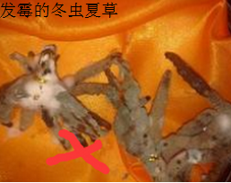 冬虫夏草的保存方法