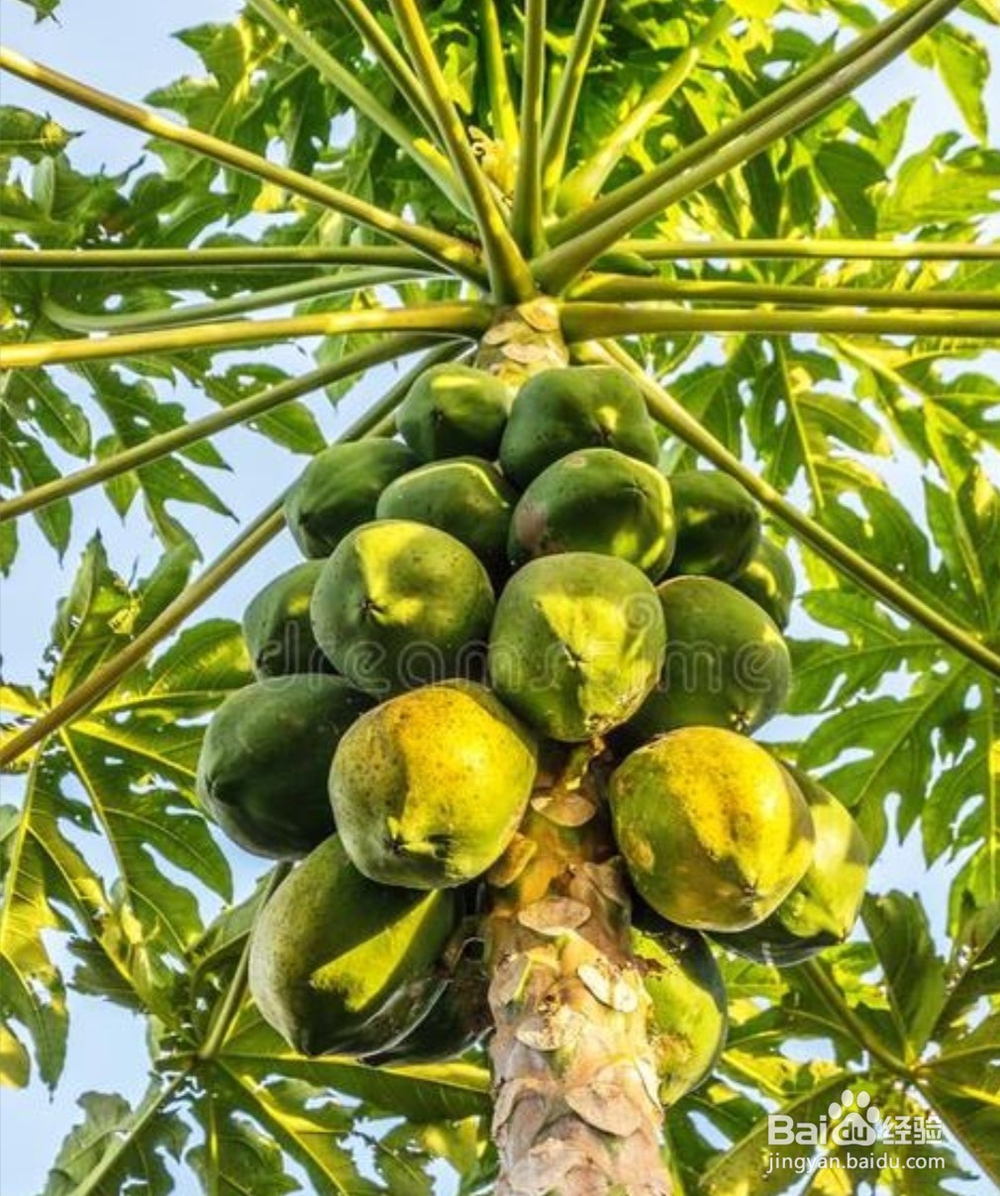 水果的养生功效你知道吗？