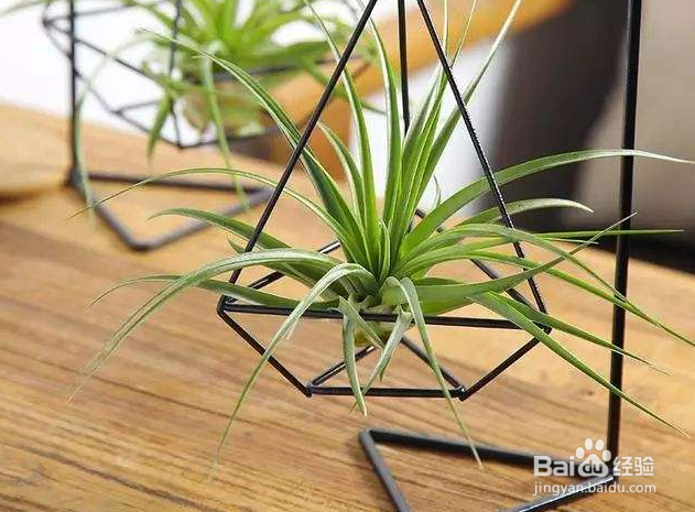 空气凤梨怎么繁殖