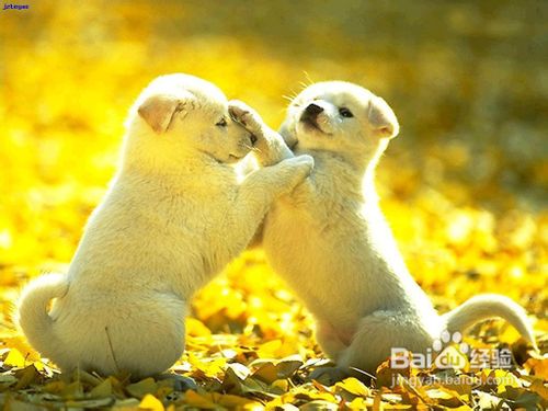 狗狗的产后产褥热