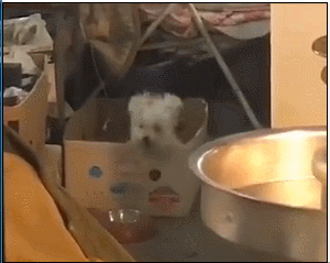 狗狗蹦迪表情包