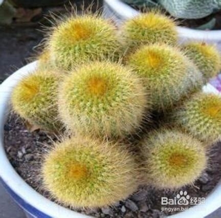 金丝猴仙人球怎么养?