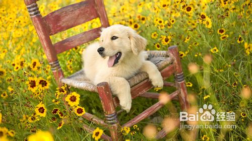 三招避免狗发生运动伤害