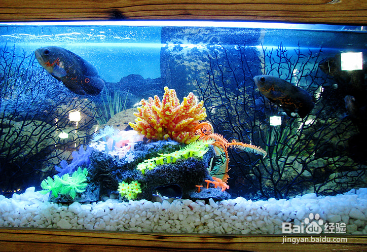 冬天鱼缸换水的正确方法