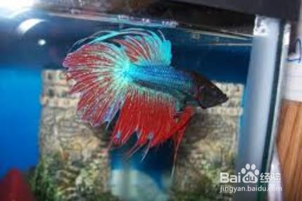 鱼烂尾怎么引起的