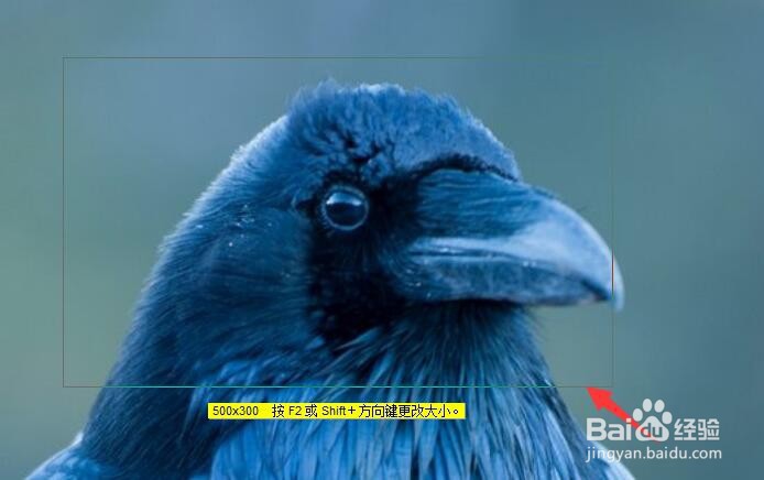 FSCapture怎么在截图上打箭头?