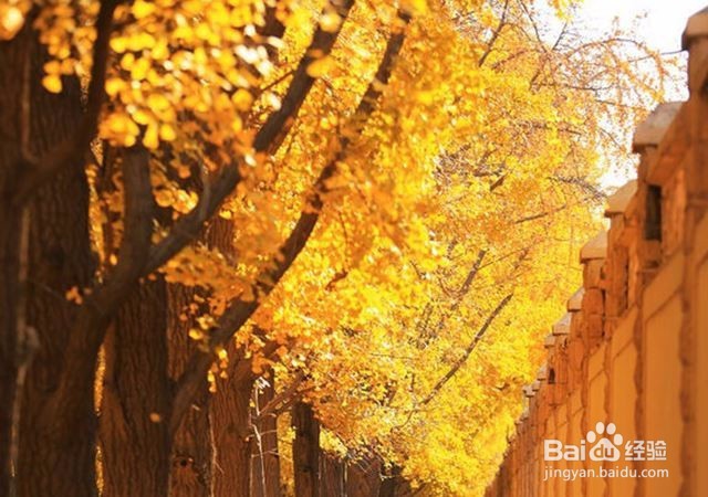秋天时节看银杏林，从北到南慢慢看