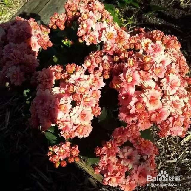 3种花太好养，沾土就活，特能长，养一次就上瘾