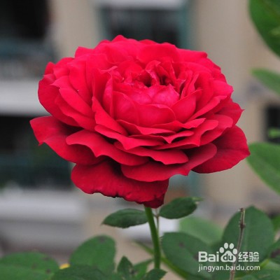 詹妮斯怎么养