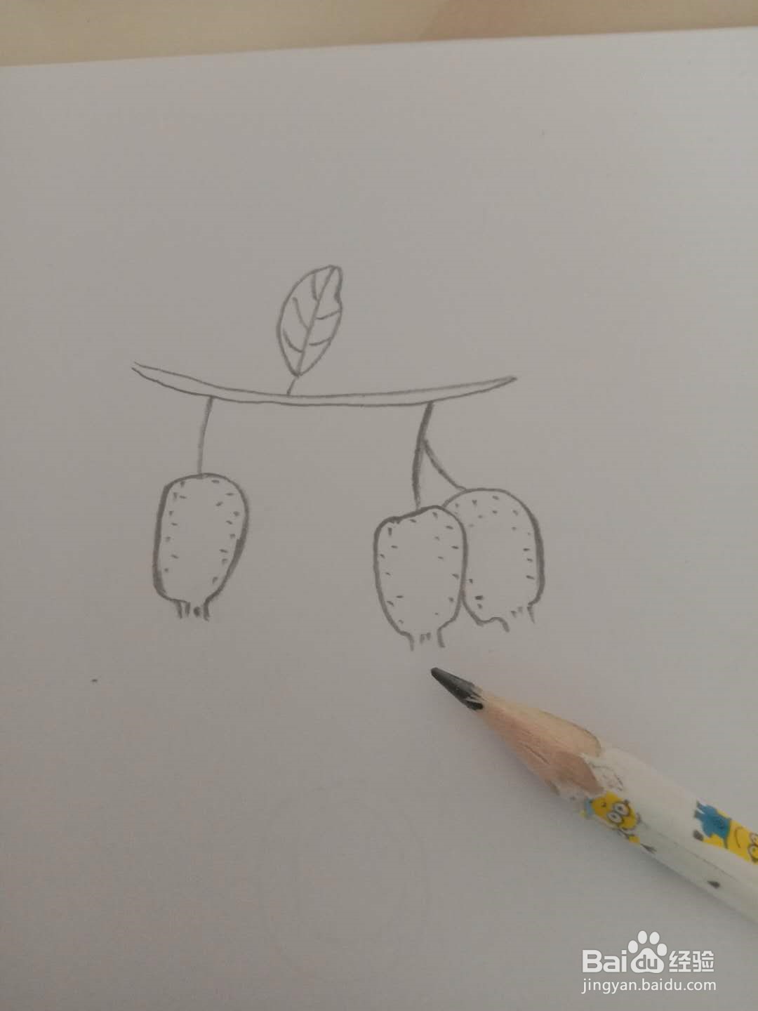 简笔画 如何画猕猴桃