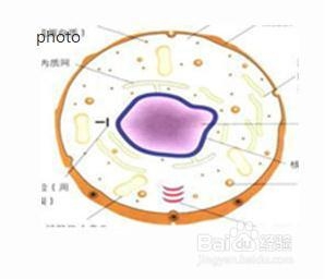 早期TAP肿瘤检测流程