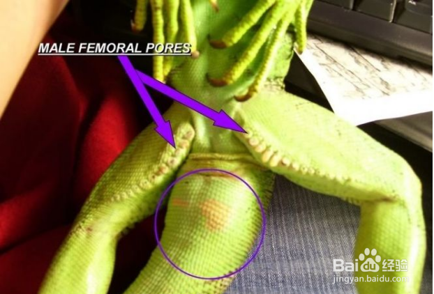 鬣蜥（ig）如何分辨公母