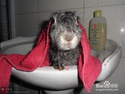 怎样给宠物兔洗澡