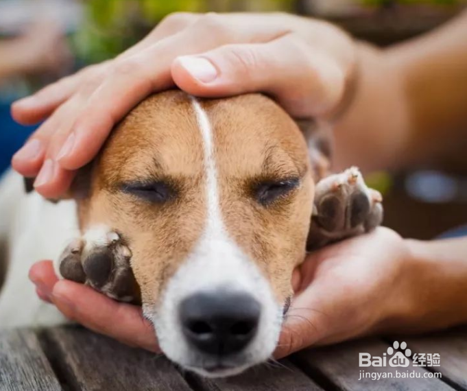 狗眼睛被咬伤怎么处理