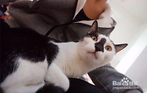 猫咪发情了怎么办?