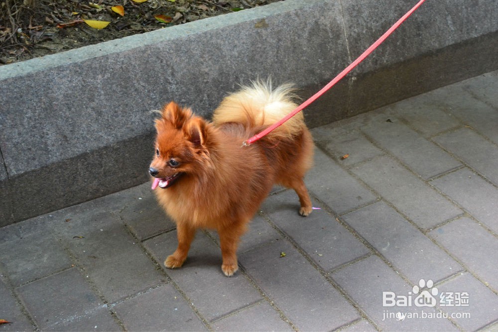 怎么判断狗狗有没有狂犬病 判断狗狗狂犬病方法