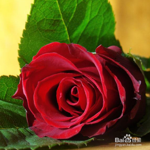 玫瑰花的传播方法