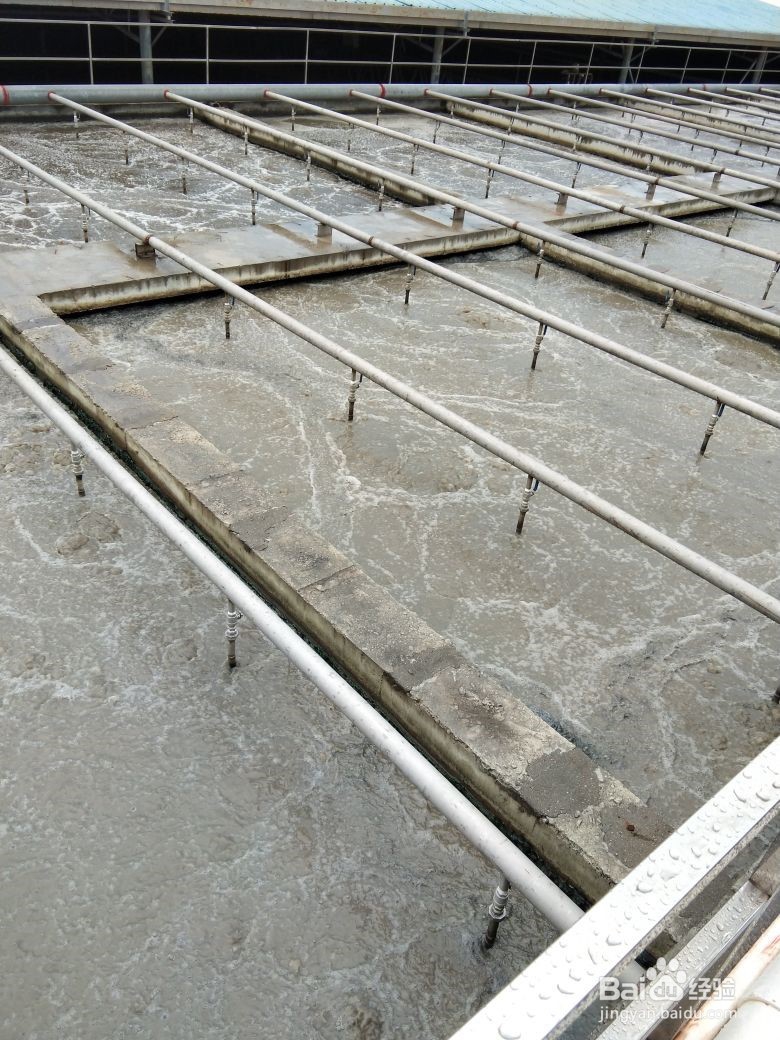 污水处理总氮降解菌介绍