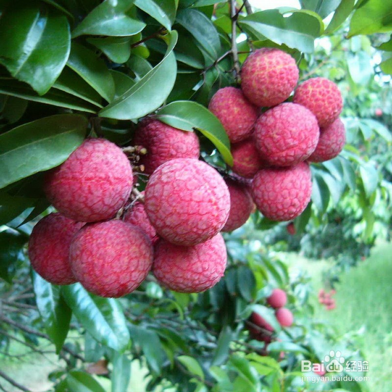 挑选荔枝的要点