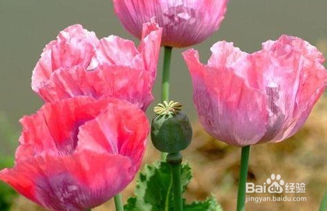 虞美人与罂粟花怎样区别