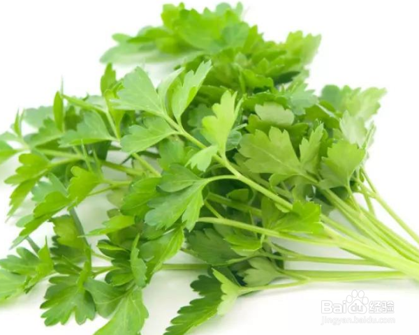 香菜怎么种植