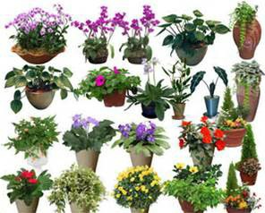 养花，居然是这么浇水的！