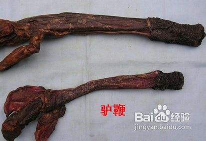 肉眼鉴别真伪鹿鞭