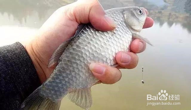 夏季野河钓鱼技巧