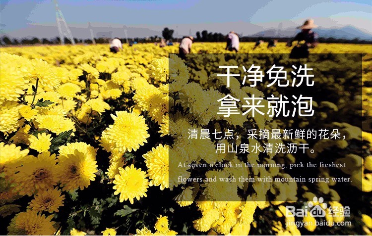 雁门冰菊泡水喝