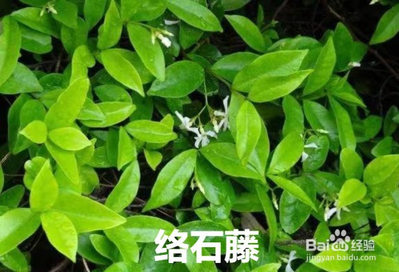 云火藤和络石藤的区别