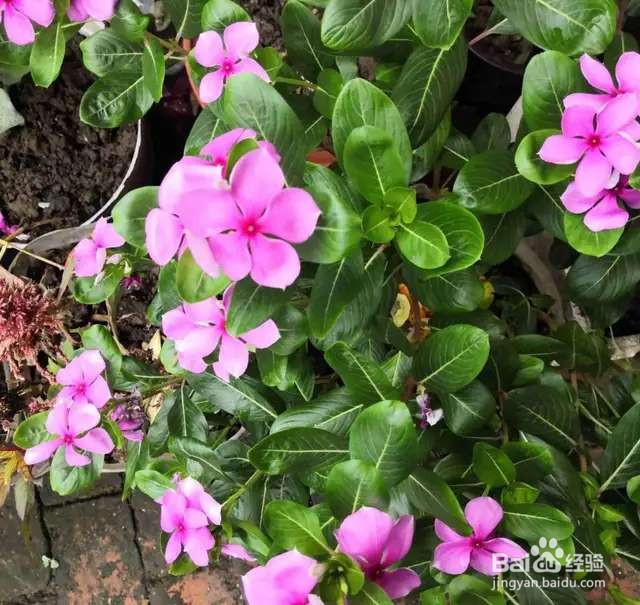 可以自生自长的花，种子掉土里就活