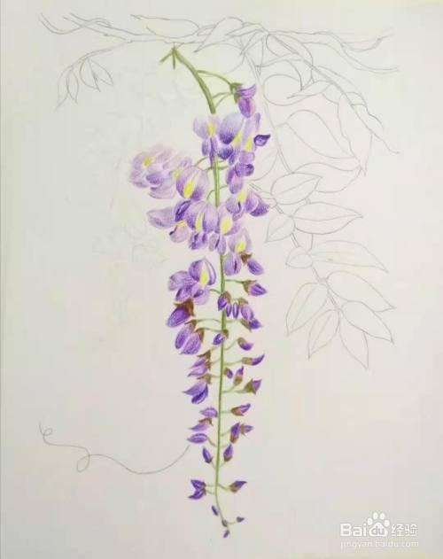 如何画好静物彩色铅笔练习之 紫藤萝花 百度经验