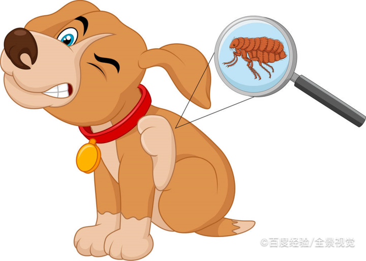 狗上的跳蚤怎样才能把它消灭?