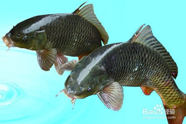 鲤鱼补充蛋白质