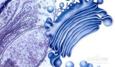 生物实验报告怎么写