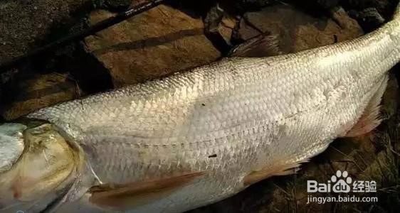 长江冬季路亚翘嘴技巧