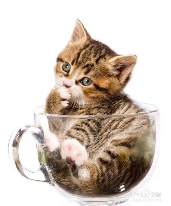 猫咪为什么经常呕吐呢？