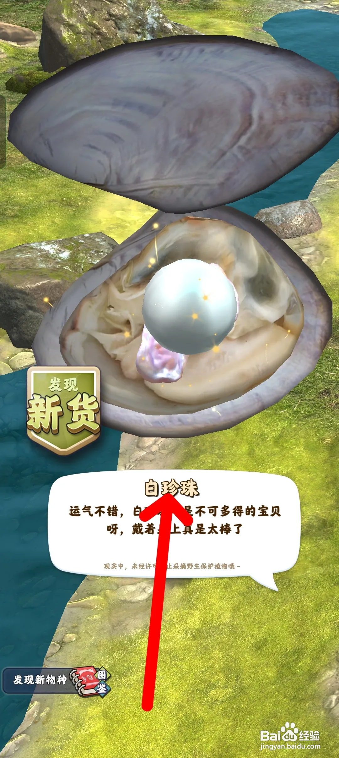 夺笋高手如何获得白珍珠